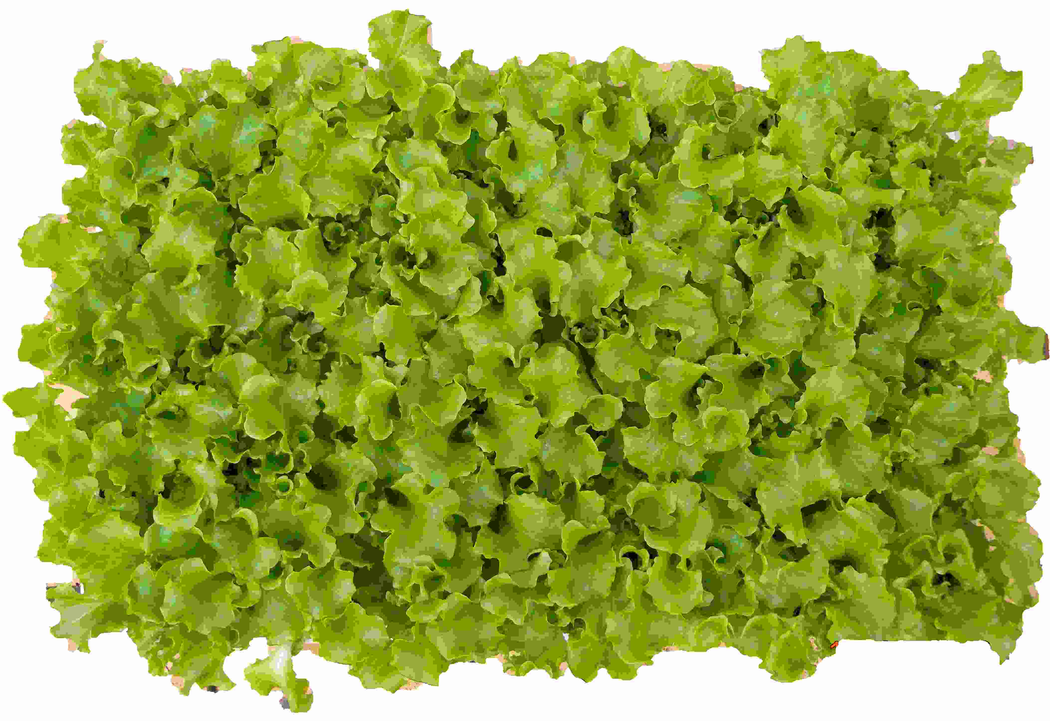 Σπορόφυτα Μαρουλιού πράσινα