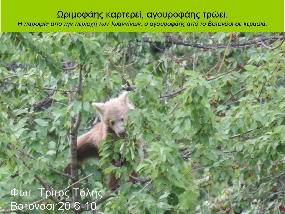 Ωριμοφάης καρτερεί, αγουροφάης τρώει